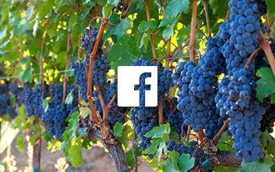 facebook icon on top of grapes