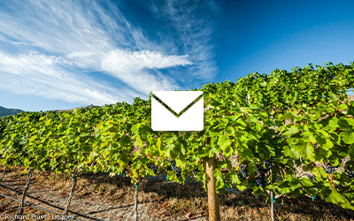email icon on top of vines