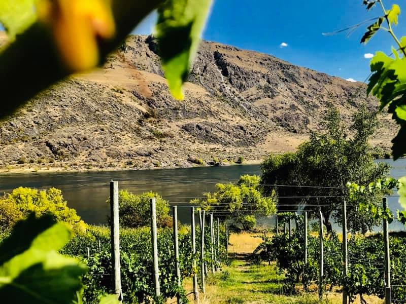 Rio Vista Winery vineyard