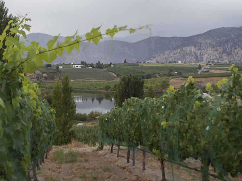 Tildio Winery vineyard