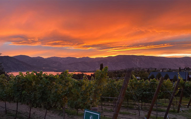 sunset over vineyard