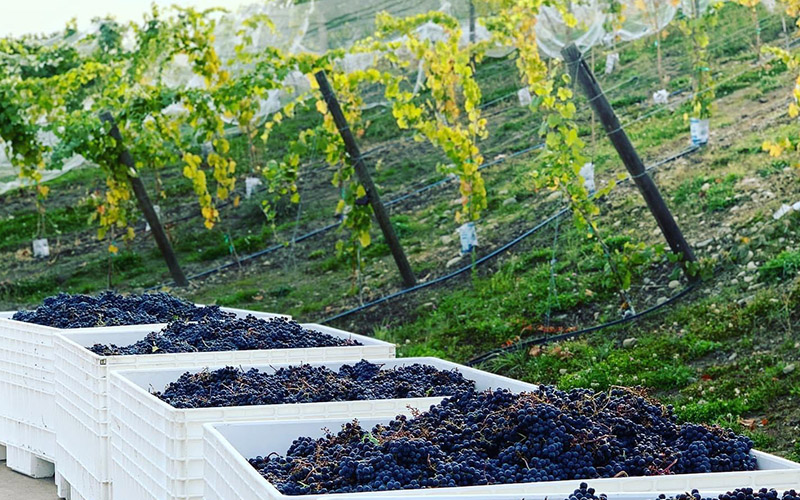 bins of grapes in vineyard