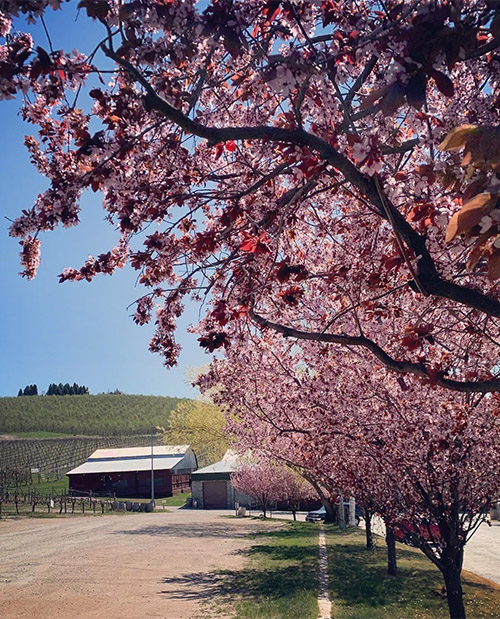 row of cherry blossoms with barn