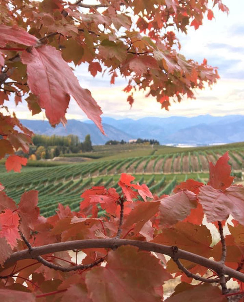 view of vineyard through orange leaves