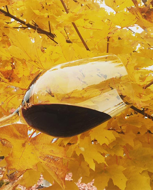 red wine glass in front of yellow leaves