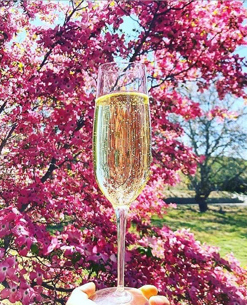 glass of sparkling in front of cherry blossom tree
