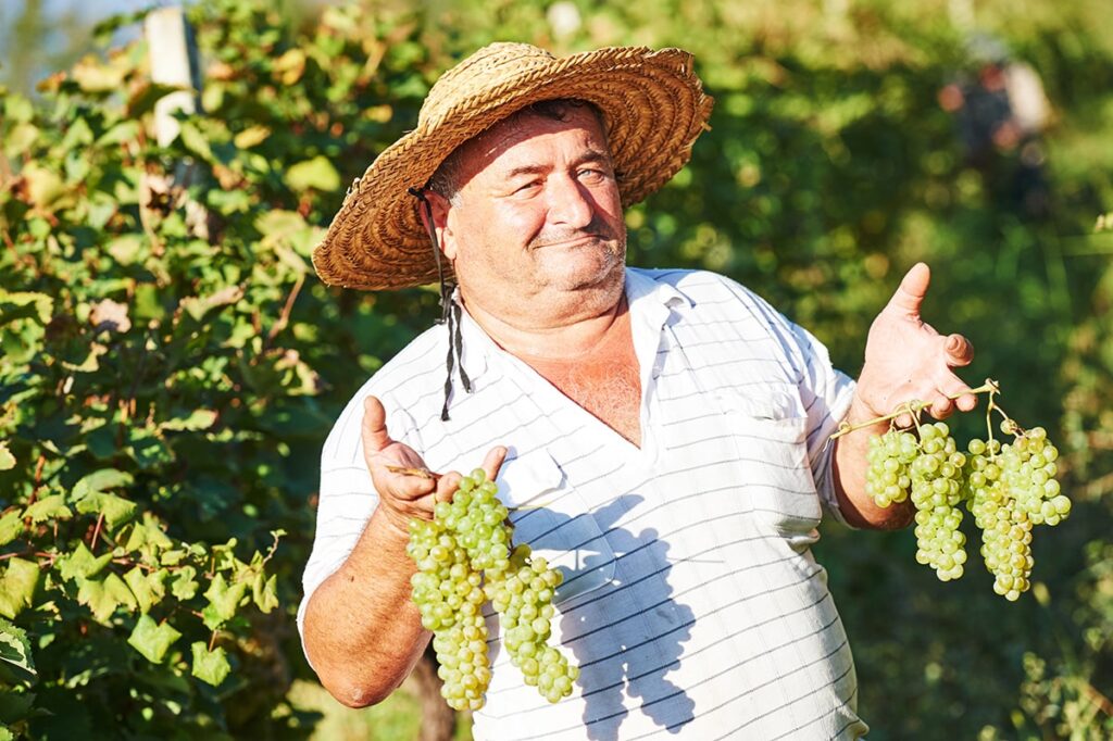 Viticulture expert harvesting wine grapes