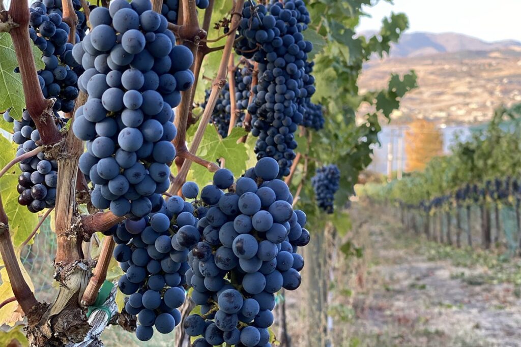 Wine grapes in a vineyard at Lake Chelan
