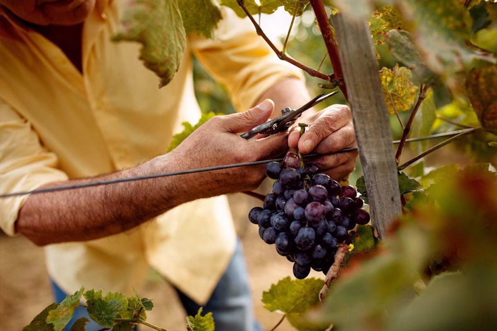 Winemaker cutting grapes from a vine