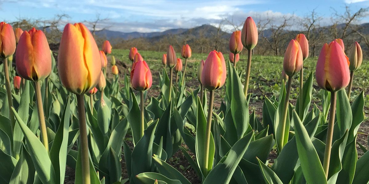 Orange flowers blooming with mountains in the background