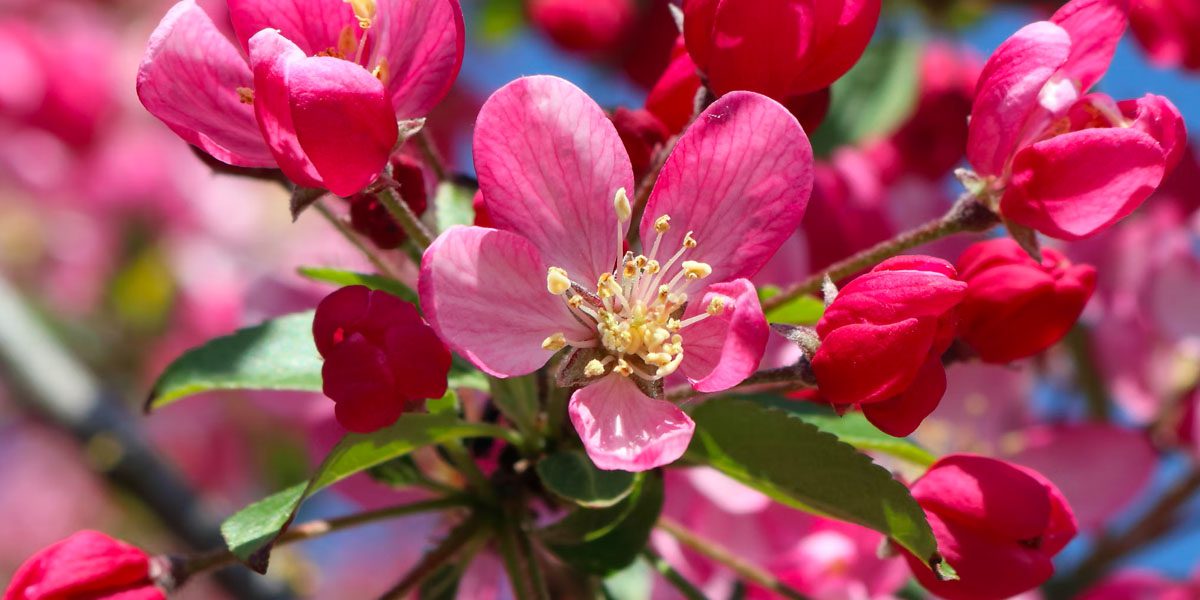 Purple and red apple blossoms growing in a tree