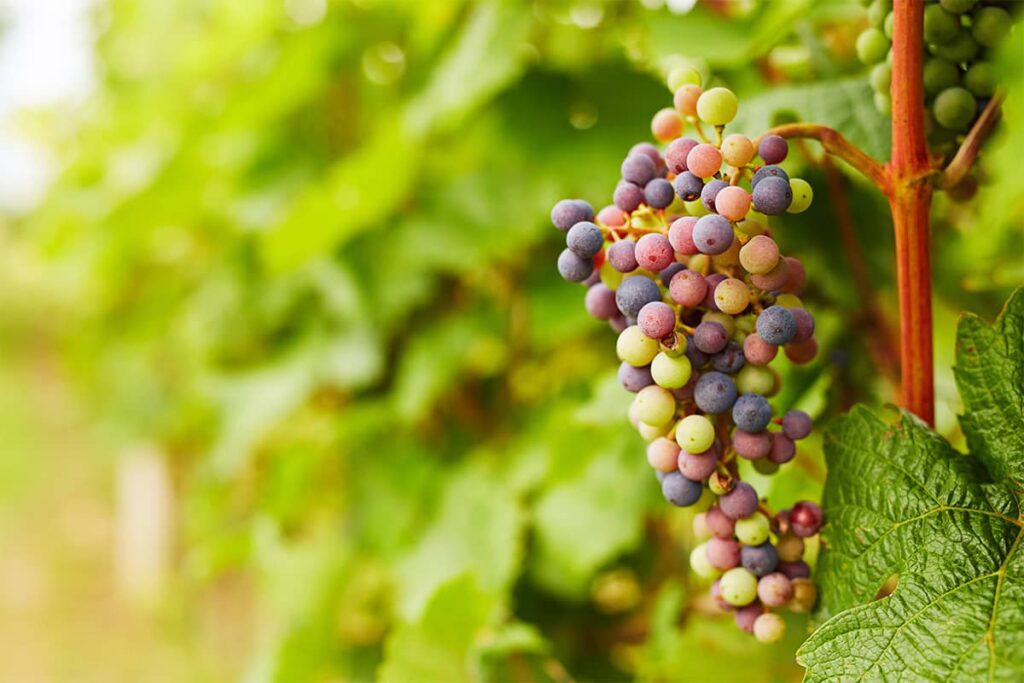 A close up of grapes on a vine in Lake Chelan