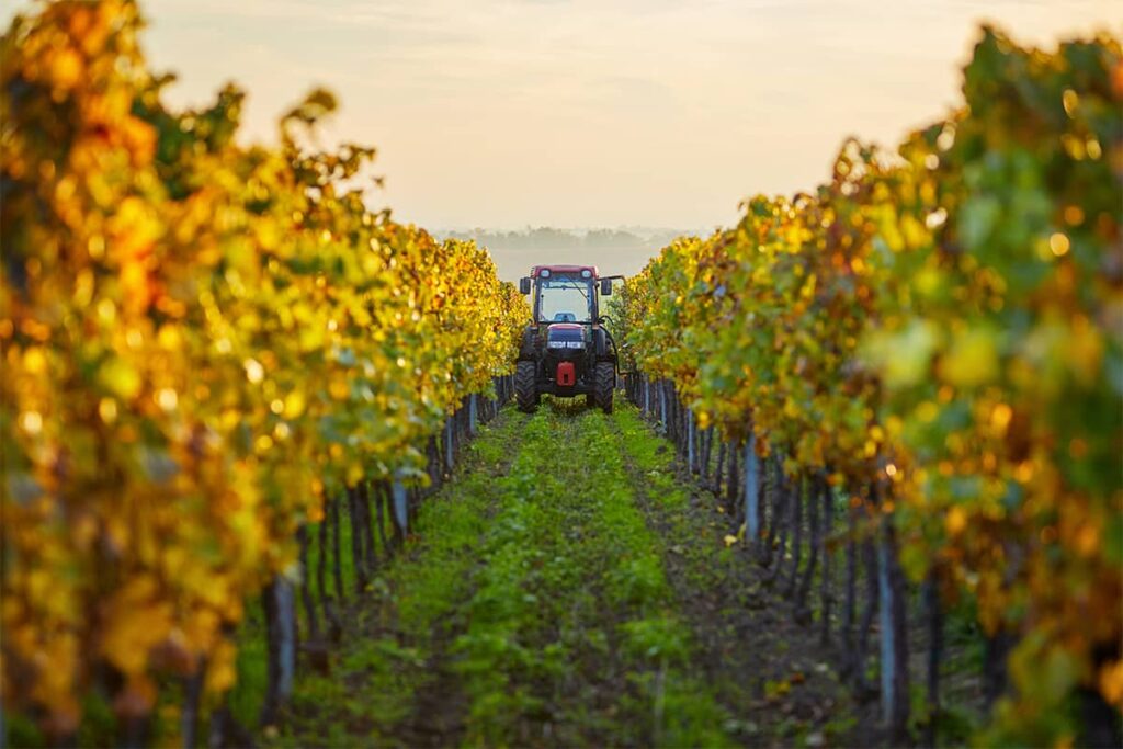 A tractor traveling through a row in a Lake Chelan vineyard