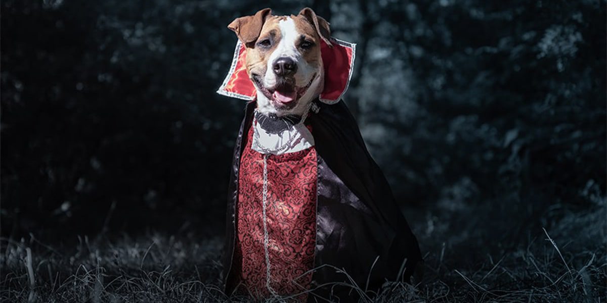 Dog dressed up like a vampire for Halloween