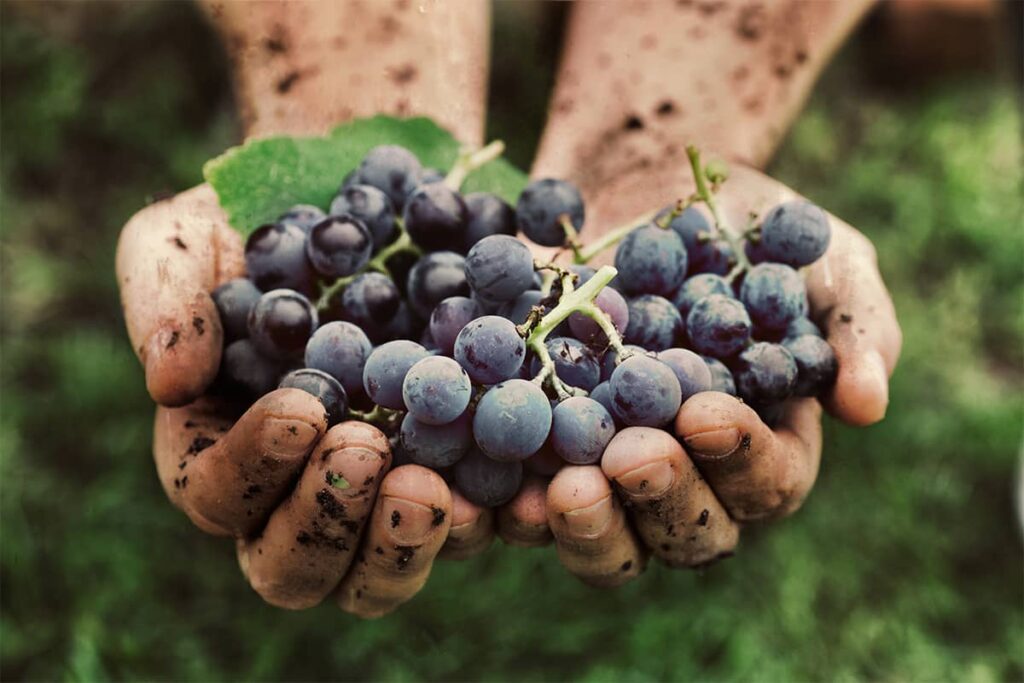 Hand covered in dirt while holding grapes