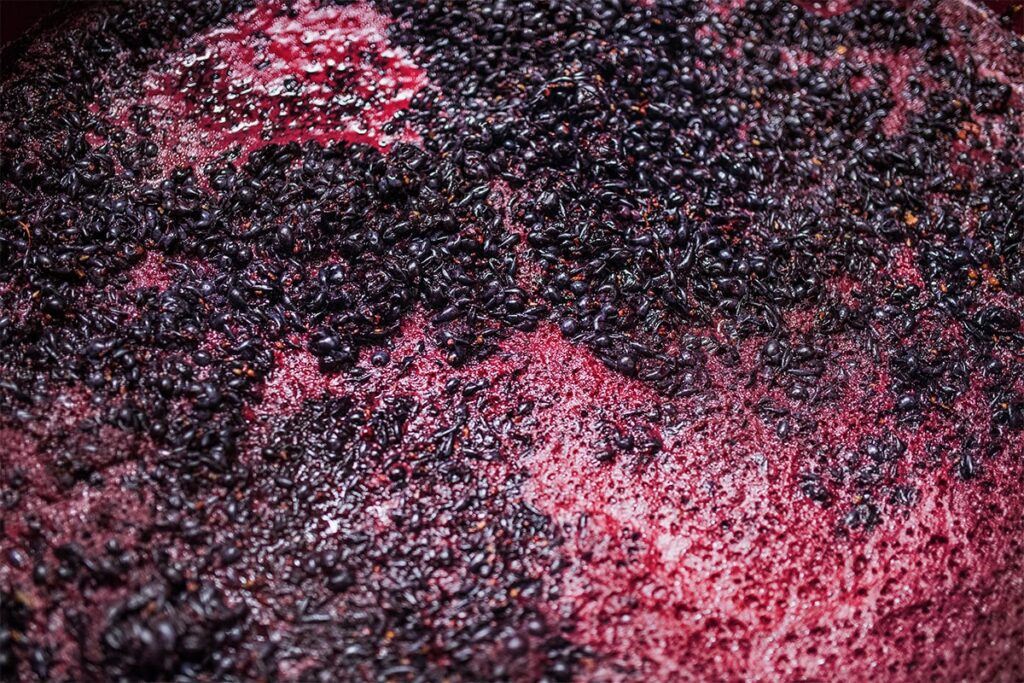 A bunch of grapes being processed into wine