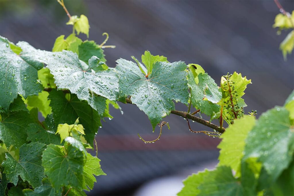 Grape vines covered in rain drops during harvest season