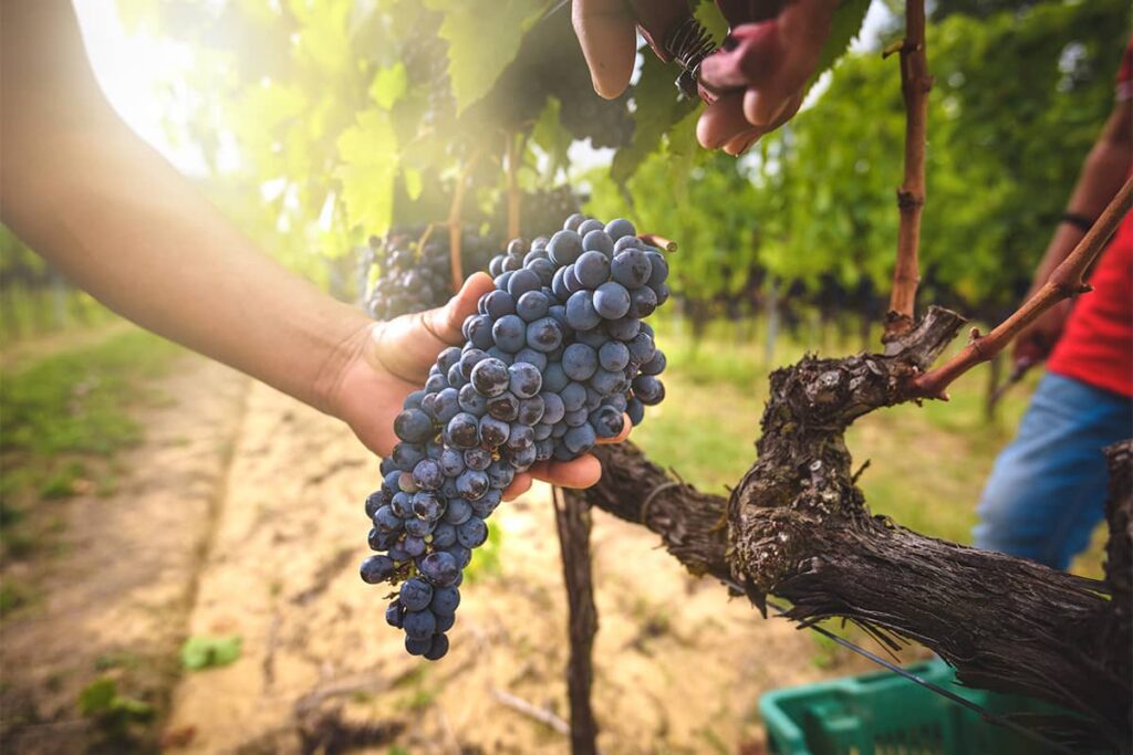 Hand picking a bundle of blue grapes off a grape vine