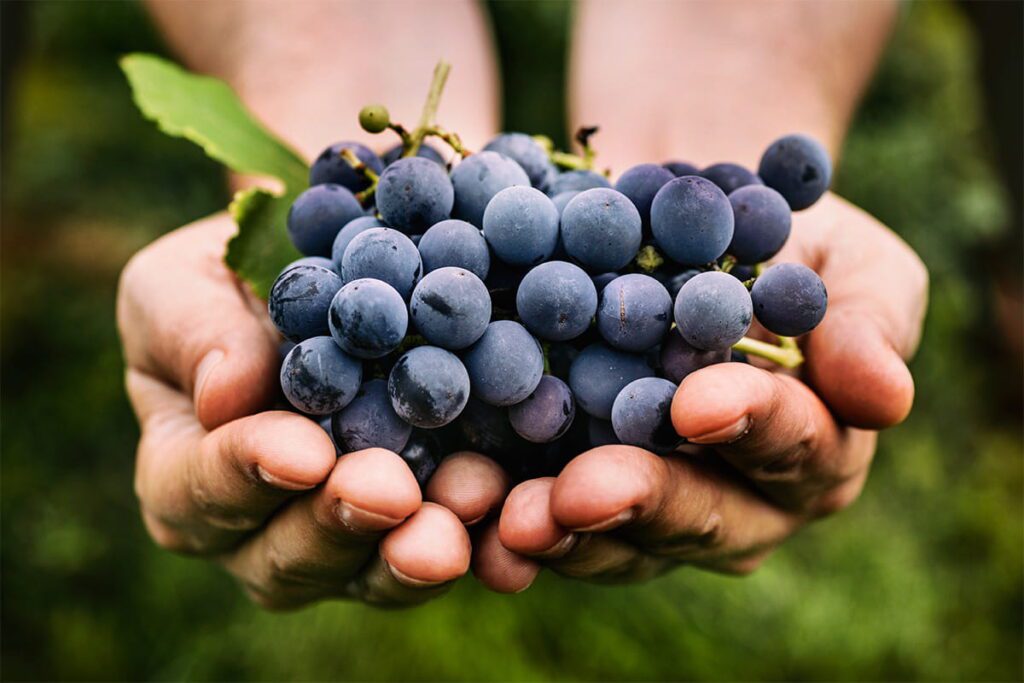 Man's hands holding blue grapes during harvest season