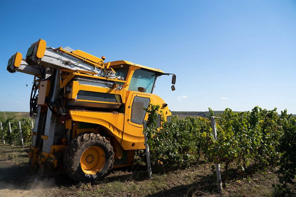 Tractor being used in a vineyard to harvest grapes during harvest season