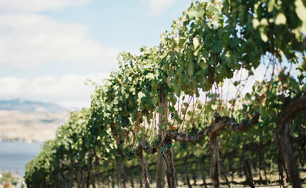 Beautiful vineyard in the Lake Chelan Wine Valley