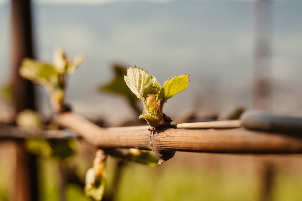 Close up of a bud break occurring on a vine in the Lake Chelan Wine Valley