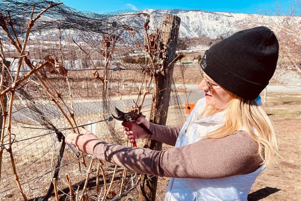 Woman pruning grape vines to get them ready for bud break in the Lake Chelan Wine Valley