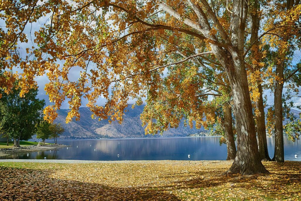 Fall Trees in Lake Chelan