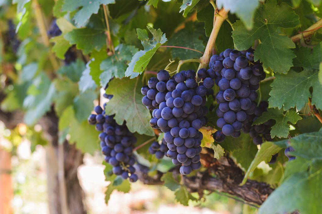 Wine grapes closeup
