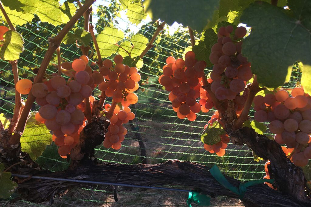 Grapes growing