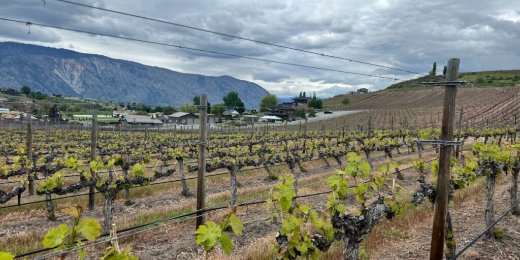 Behind the Scenes Tours at Amos Rome Vineyards