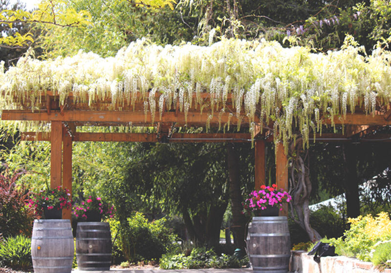 Wapato Point Winery wooden terrace covered in flowers